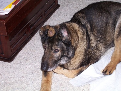 RE: Delilah and Scarlett (German Shepherds)