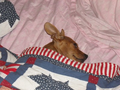 RE: Chester (Dog)