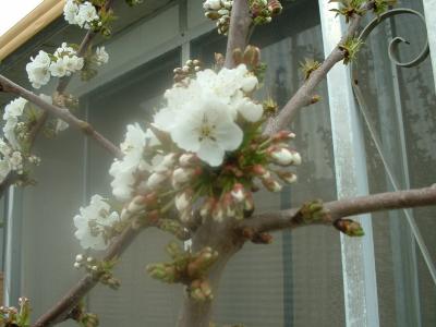 RE: Growing: Cherries (Cherry Trees)