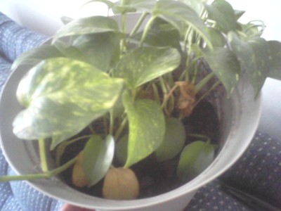 She's a pothos!