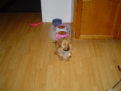 RE: Dachshund/Pomeranian Mix Photos