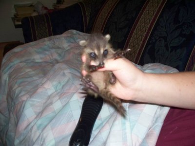 RE: Coexisting with Raccoons