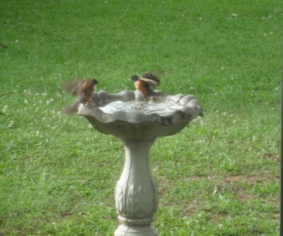 RE: Keep Birdbath Clean