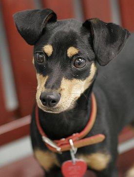 RE: Miniature Pincher / Chihuahua Mix