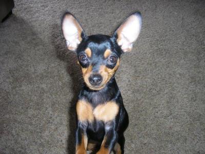 RE: Miniature Pincher / Chihuahua Mix