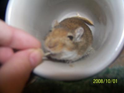 RE: Pet Gerbils - Information