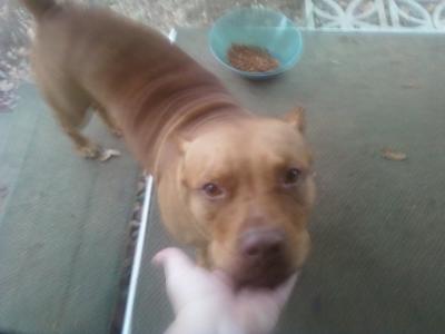RE: What Breed is My Dog?