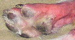 RE: Dog with Recurrent Feet Sores
