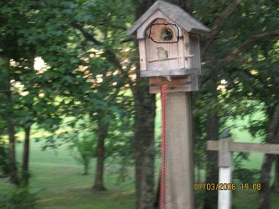 RE: Yellow Finch and Her Nest