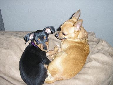 RE: Miniature Pincher / Chihuahua Mix