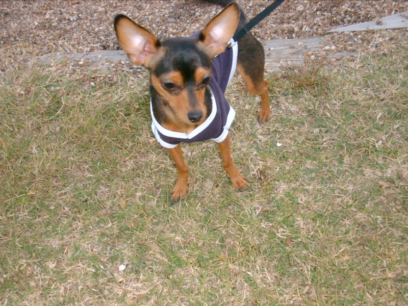 RE: Miniature Pincher / Chihuahua Mix