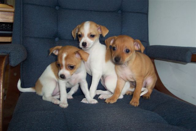 RE: Miniature Pincher / Chihuahua Mix