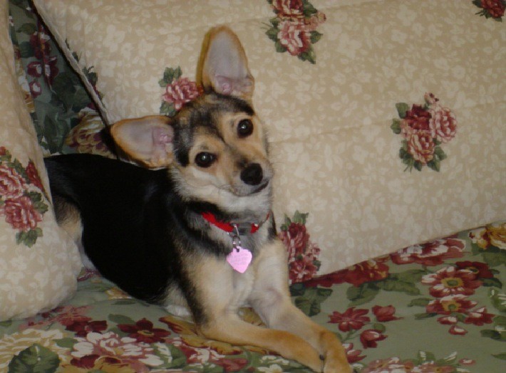 RE: Miniature Pincher / Chihuahua Mix