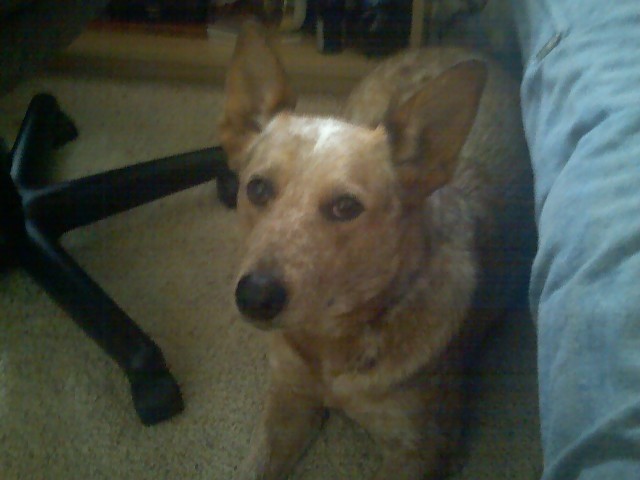 RE: Dog Not Going to The Bathroom