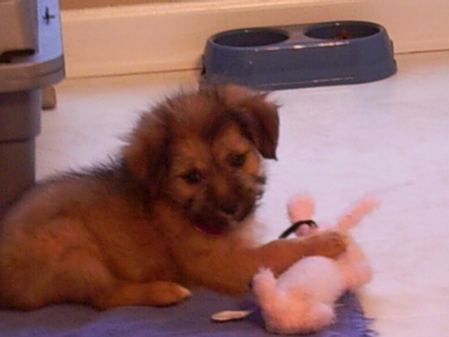 RE: Miniature Pincher / Chihuahua Mix