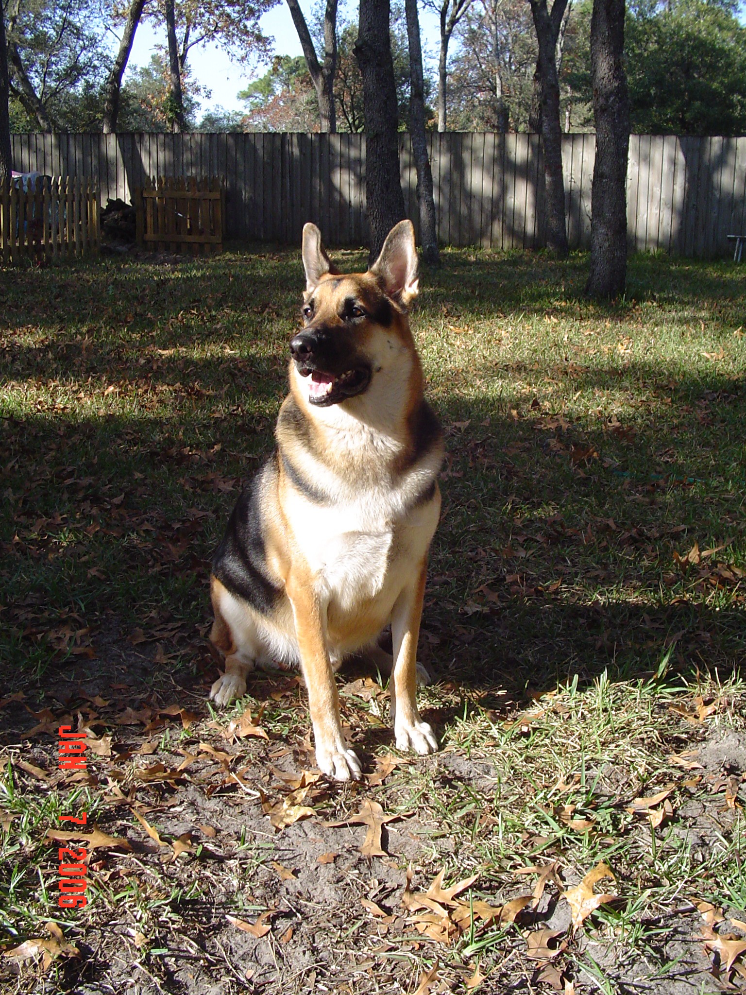 RE: Master Baxter (Labrador Retriever)
