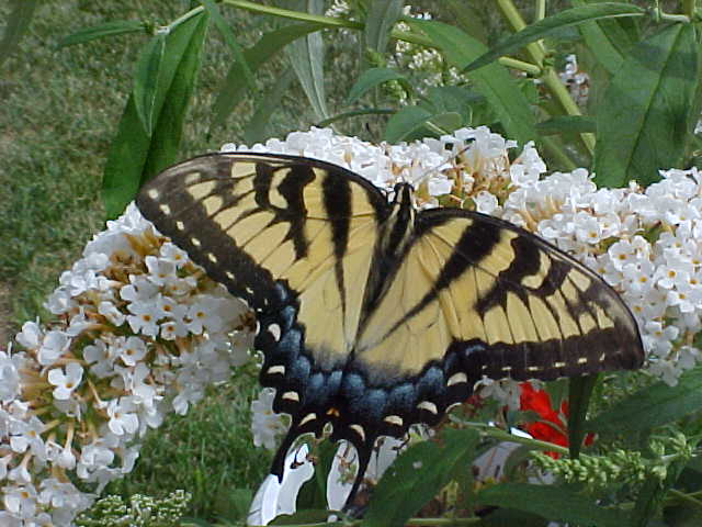 RE: Skipper Butterfly