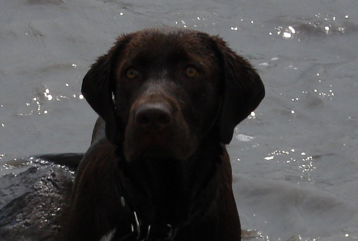 RE: Master Baxter (Labrador Retriever)