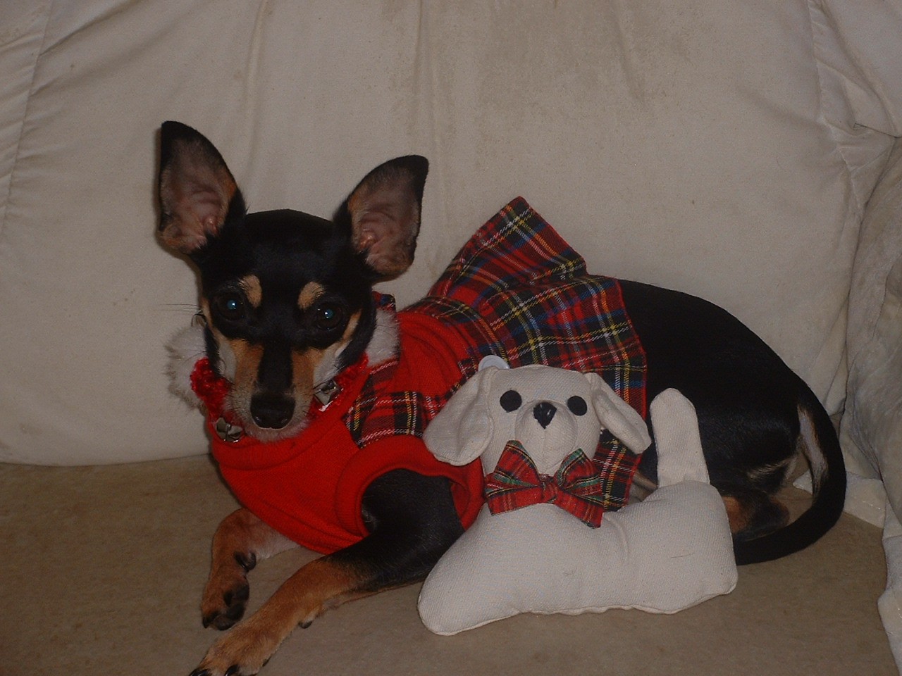 RE: Miniature Pincher / Chihuahua Mix