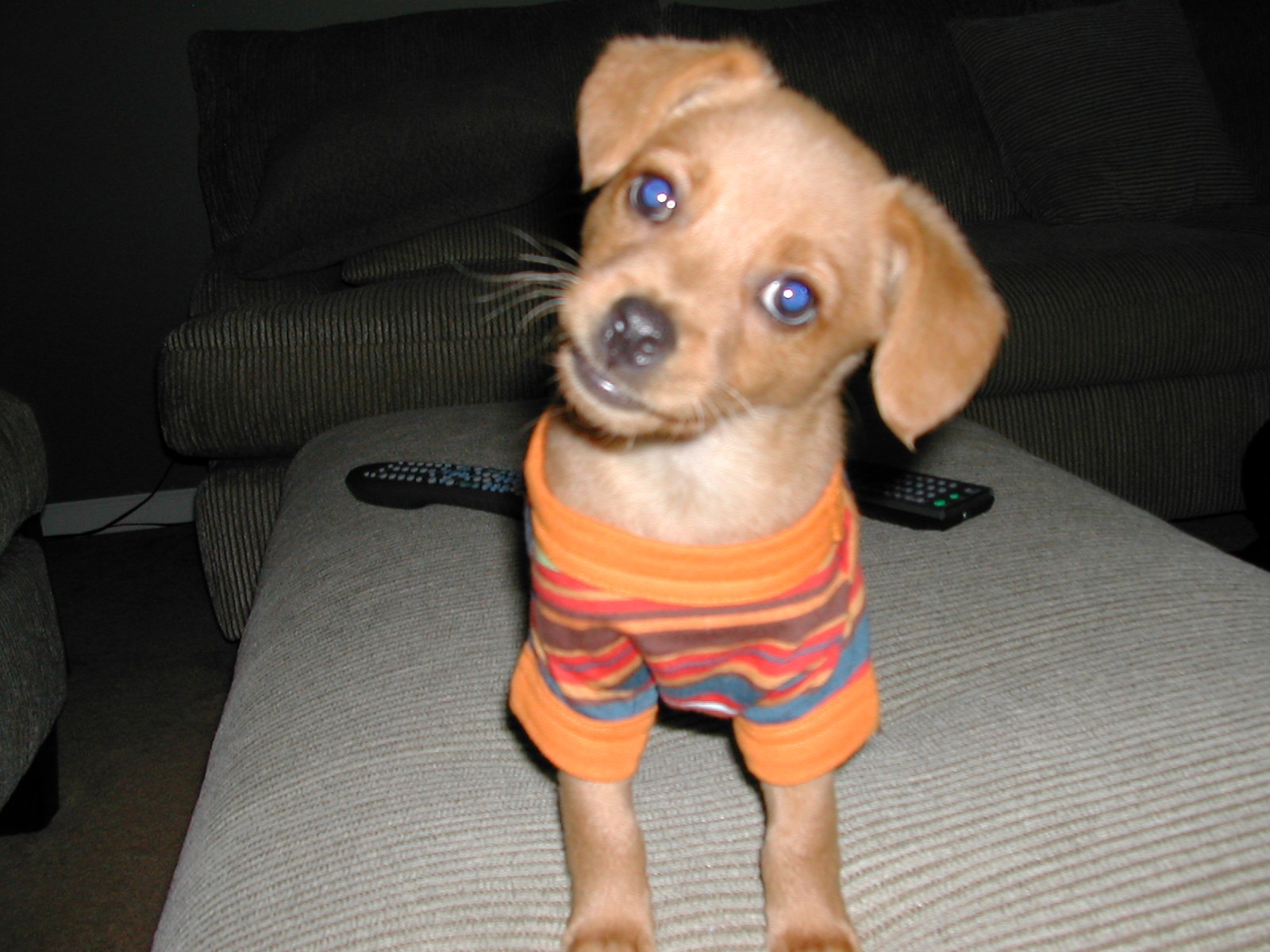 RE: Miniature Pincher / Chihuahua Mix