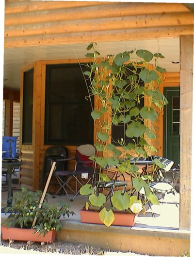 Homemade Garden Trellis | ThriftyFun
