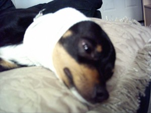 RE: Miniature Pincher / Chihuahua Mix