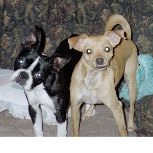 RE: Miniature Pincher / Chihuahua Mix