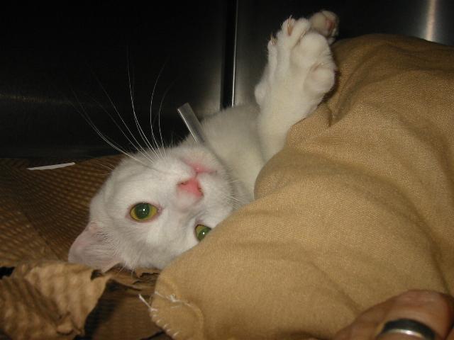 RE: Uses for Old Bedding