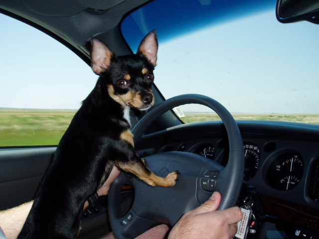 RE: Miniature Pincher / Chihuahua Mix