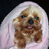 RE: Purchasing a Small Dog