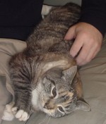RE: MOo-MOo and Stanlee (Cats)