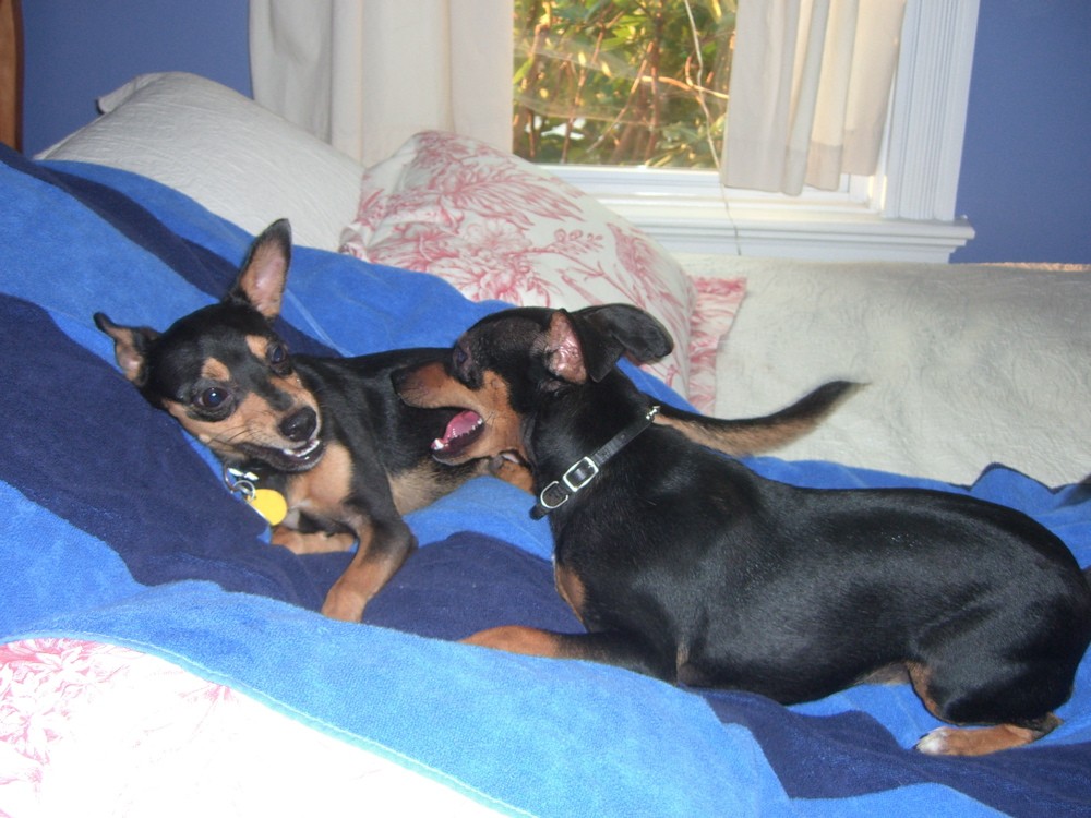 RE: Miniature Pincher / Chihuahua Mix