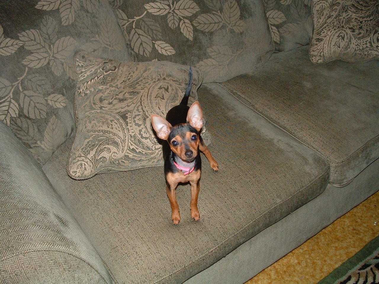 RE: Miniature Pincher / Chihuahua Mix