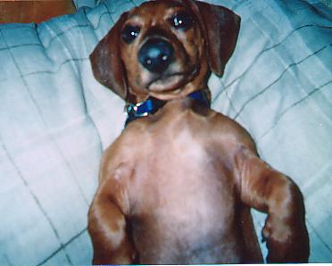 RE: Sasha (Mini Dachshund)