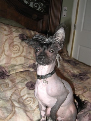 A Chinese Crested dog on a bed
