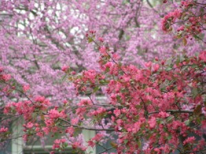 Photo of Gorgeous Tree