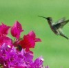 photo of Hummingbird