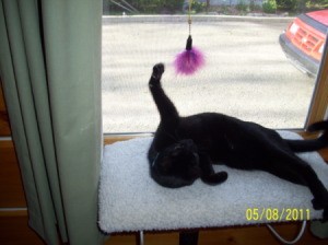 Black Bombay cat in a window