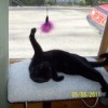 Black Bombay cat in a window
