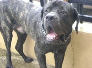 Photo of a Mastiff