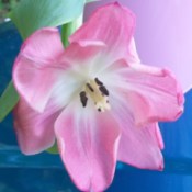 Close up of a pink tulip