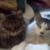 Terrible Twosome