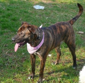 Dog with neck scarf standing in yard