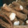 A basket of freshly harvested horsradish root