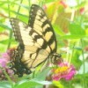 Photo of Butterfly Enjoys Sunshine and Wildflowers 