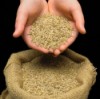 Hands Full of Grass Seed