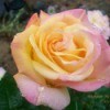 Photo of Yellow and Pink Roses