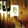 A cat looking up at a bird cage.