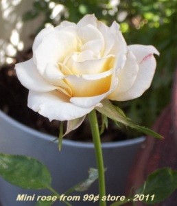 A pale ivory open rose.
