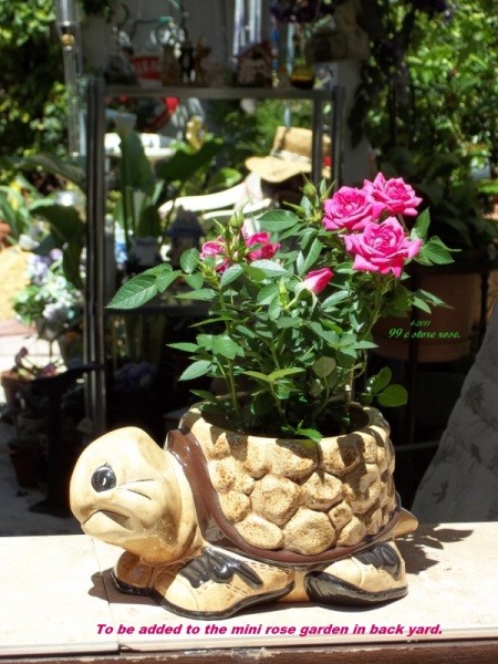 Mini rose in a turtle planter.